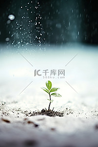 生长背景图片_一株幼苗从空地上的湿雪中生长出来
