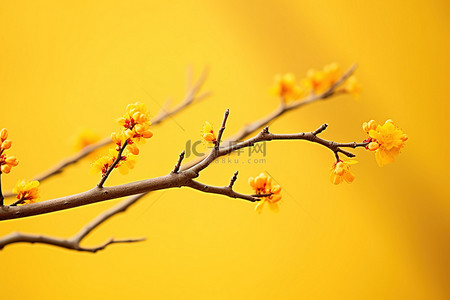 黄色背景的黄色花朵的树枝