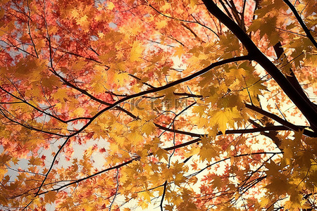 红色黄色枫叶背景图片_秋叶映衬着天空，黄色和红色的树枝