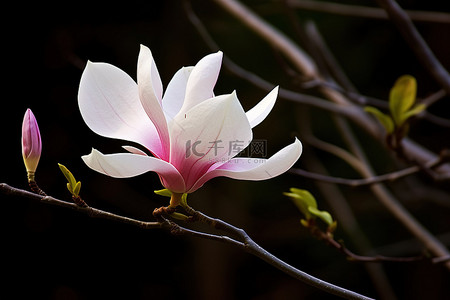 白色花背景图片_白色和粉红色的玉兰花