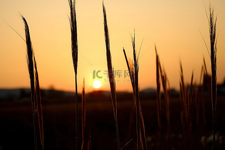 秋天夕阳背景图片_夕阳下有几根高高的芦苇