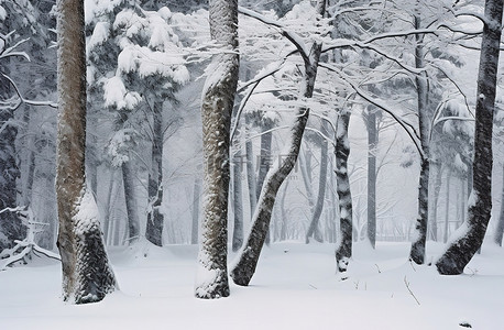 白雪覆盖的树木在白雪皑皑的森林里