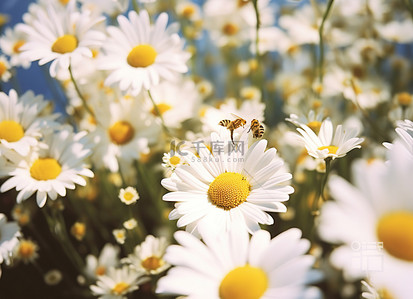 雏菊蜂位于一小群白色雏菊的中间