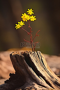 春天的人背景图片_黄色的花朵从树桩上长出来
