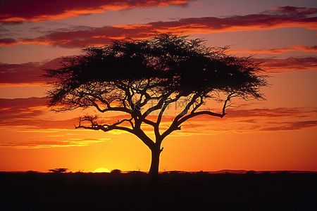 一棵树的轮廓映衬着美丽的日落，背后是灌木丛和天空