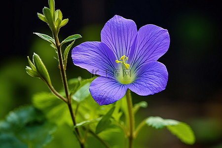 蓝紫色花背景图片_背景为黄叶的蓝紫色花