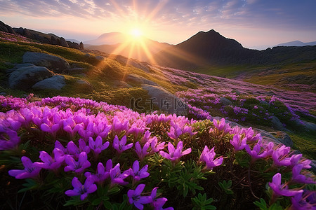紫色的花朵生长在山的中间