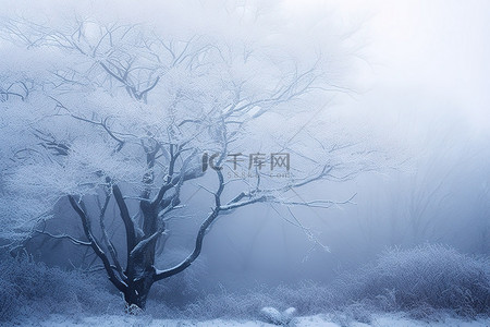 雪雪花背景图片_白雪皑皑的树林与雾中的树