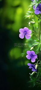合成植物背景图片_紫色的花朵和绿色的植物看着我们