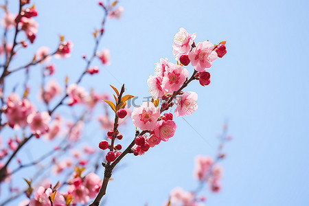 樱花树背景图片_一棵春天开满鲜花的樱花树