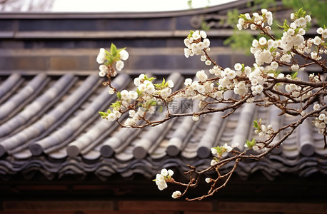 一些石屋顶上美丽的白色花朵的照片