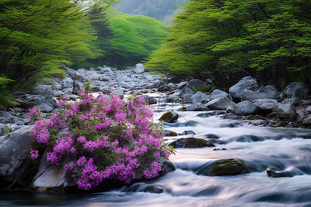 一条岩石河流，周围环绕着高大的灌木丛和鲜花