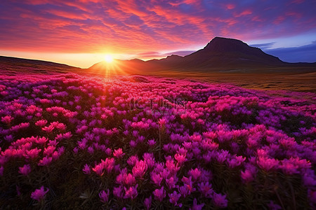 靠近山的一座小山上，一片紫色花田上的日落