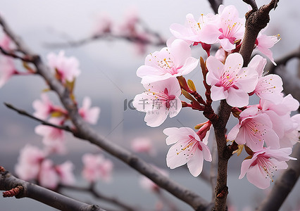 盛开的花背景图片_公园里盛开的花