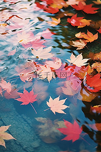 漂浮枫叶背景图片_秋叶漂浮在湖边附近