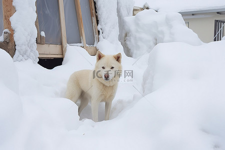 一只狗站在建筑物后面的雪中