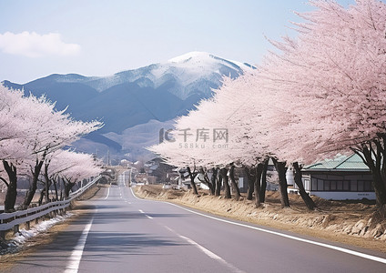 一条道路两旁种满了白色的树木和山脉