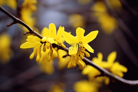 黄色的树枝背景图片_树枝上的黄色连翘花