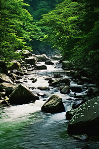 森林中的河流背景图片_一条河流在茂密的森林中的山后流过
