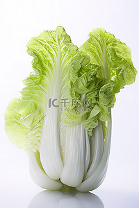 白菜背景图片_白色背景上的白菜