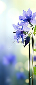 合成植物背景图片_植物上的花
