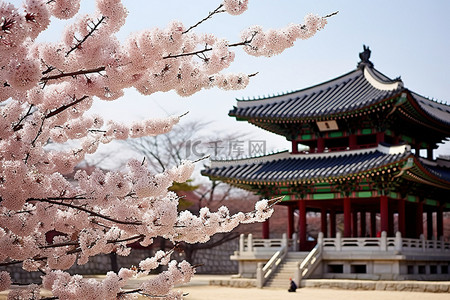 杏花建筑背景图片_春天开白花的韩国宝塔
