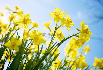春天背景图片_黄色的花朵生长在春天