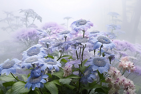 雾中的一束紫色鲜花