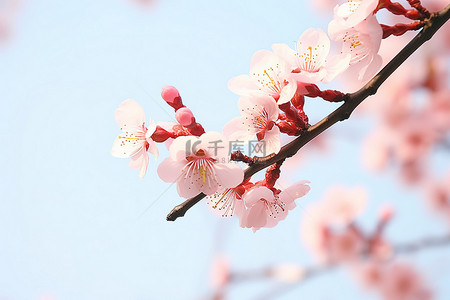 观察春天背景图片_近距离观察粉红色的花朵