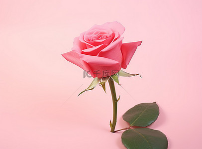 粉红色花背景背景图片_一朵粉红色的玫瑰坐在粉红色的背景上