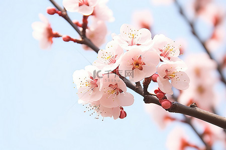 观察春天背景图片_近距离观察粉红色的花朵