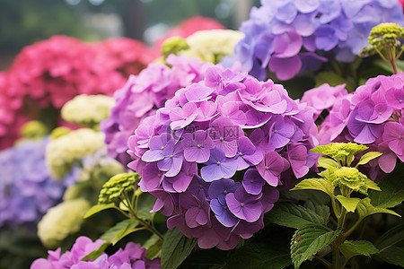 夏天院子背景图片_院子里种着紫色粉色和绿色的花朵