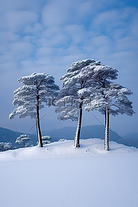 雪地雪景背景图片_日本东京县积雪覆盖的山上的三棵松树