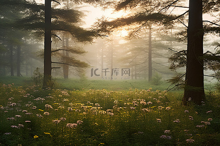 森林野花背景图片_松树林和野花附近的日出
