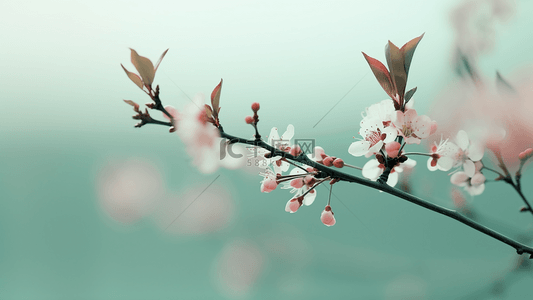 樱花花卉植物春季广告背景