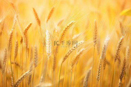 玉米田与小麦