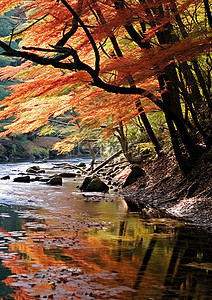 秋天的树叶在河边