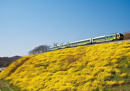 火车沿着开满黄色花朵的山坡行驶