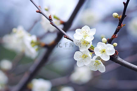 白色的花朵背景图片_树枝上盛开的花朵，开着白色的花朵