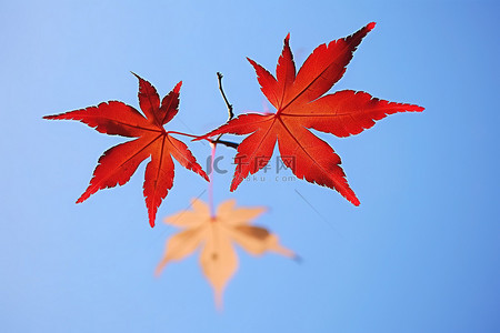 2007 年 7 月秋季打印的蓝天背景的两片红黄色枫叶