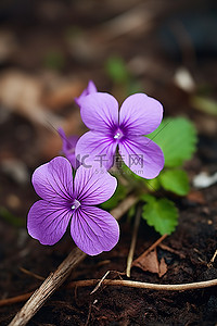 地上有两朵紫色的花