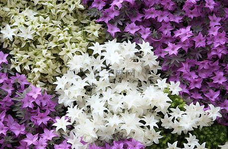 各种花朵背景背景图片_各种白色和其他颜色的花朵排列在植物旁边