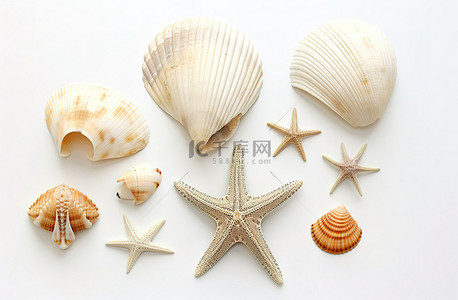 白色背景中的贝壳和海星