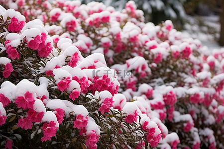 雪天灌木丛中雪中的粉红色花朵