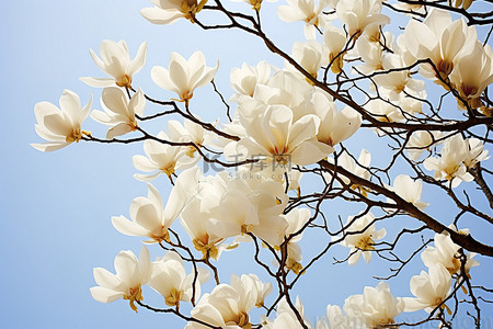盛开的花卉背景图片_蓝天白云下盛开的白玉兰