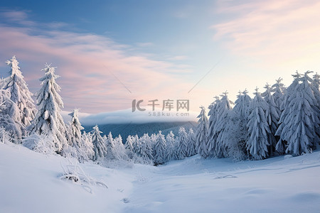 冬季的树背景图片_冬季风景肖像罗马尼亚雪树夏季森林沙prvnjata山