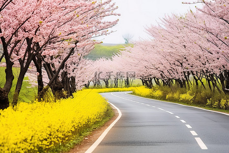 亚洲的一条路两旁开满了黄色的花朵