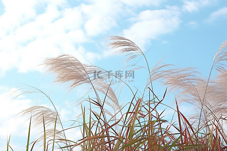 银蓝背景图片_高高的草高高地飘着蓝云