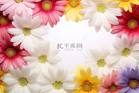 五颜六色的雏菊排列成美丽的相框照片