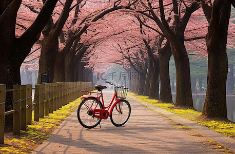 秋天旅游背景图片_树木旁边人行道上的自行车